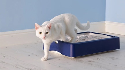 Warum stinkt die Katzenstreu?