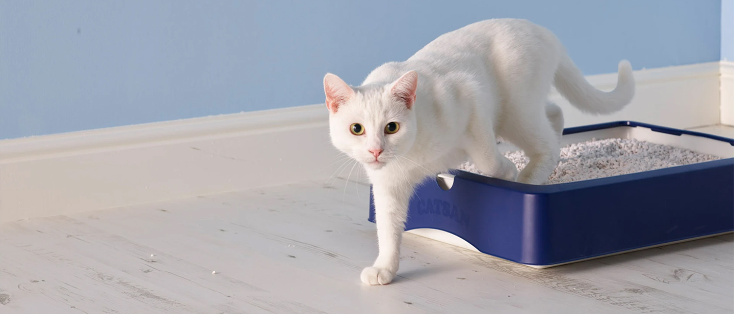 Wie Du den Geruch von Katzenstreu loswirst CATSAN™